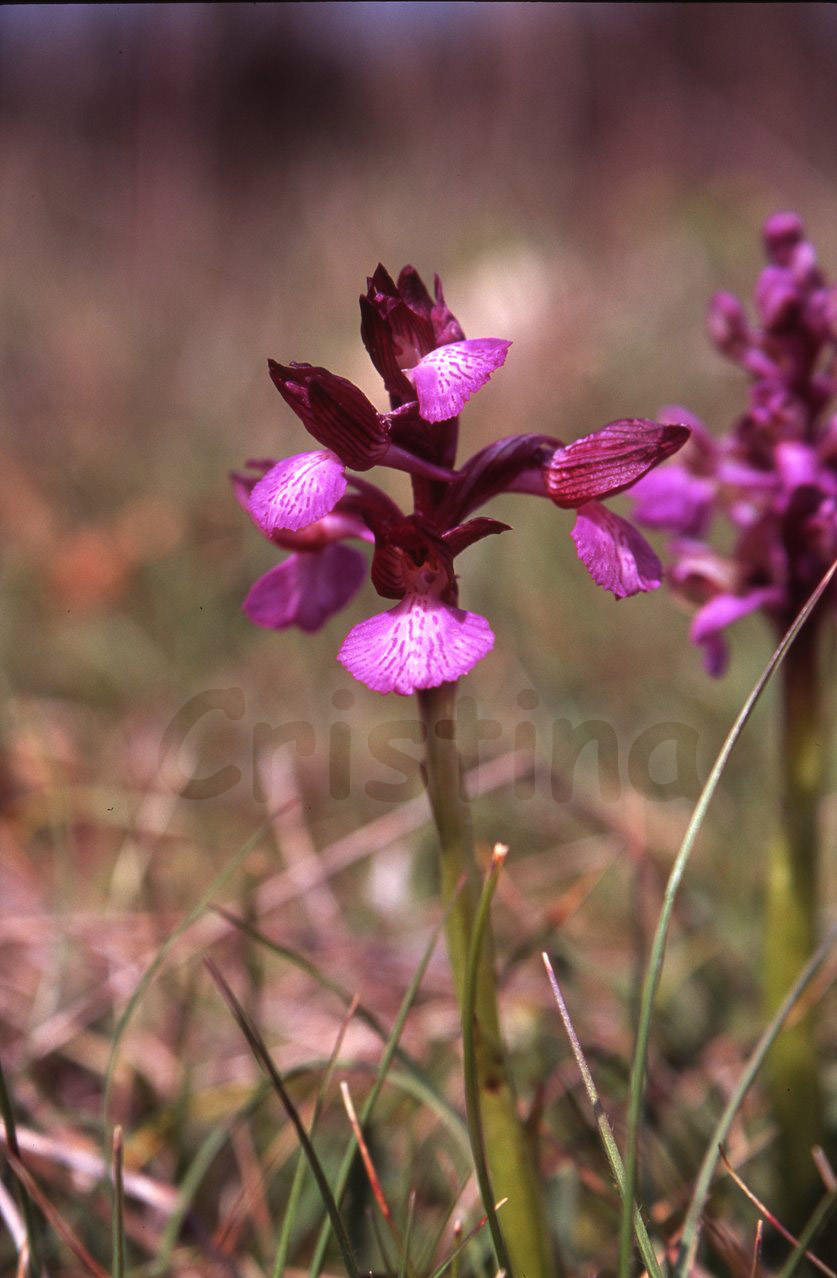 Anacamptis xgennarii (Orchis morio x O. papilionacea)